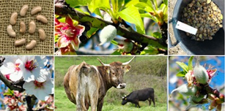 Agenzia LAORE Progetto “AgroBiodiversità Sardegna - ABS” Manifestazione di interesse per la partecipazione alle attività informative da tenersi in Toscana.