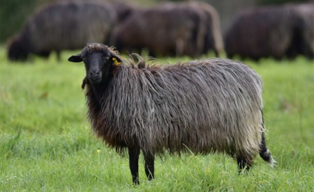 LAORE SARDEGNA_Arbus 29-30 novembre, due giornate su biodiversità e promozione del territorio